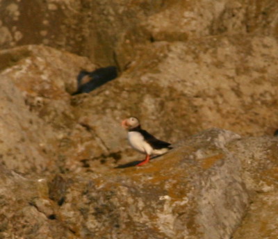 Puffins